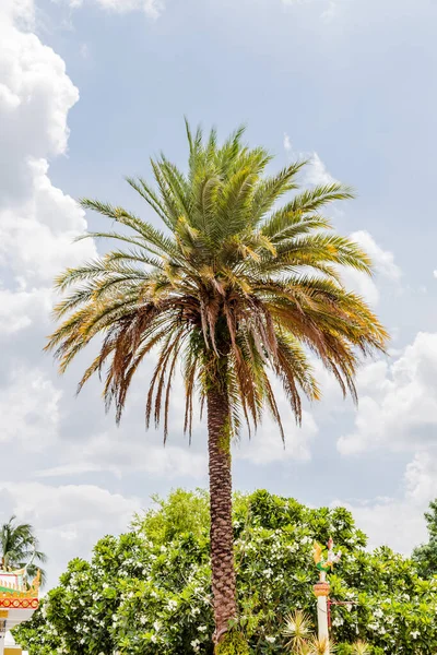 Yazın mavi gökyüzünün altında hindistan cevizi ağacı