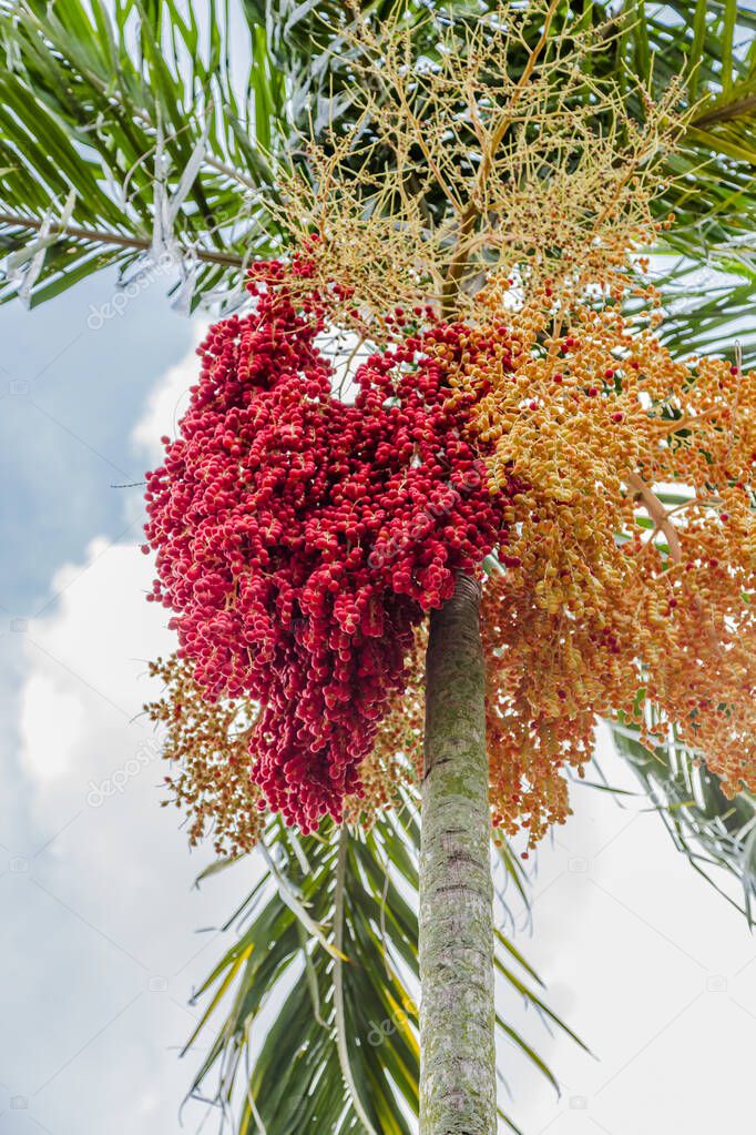 Green palm and red fruit in summer
