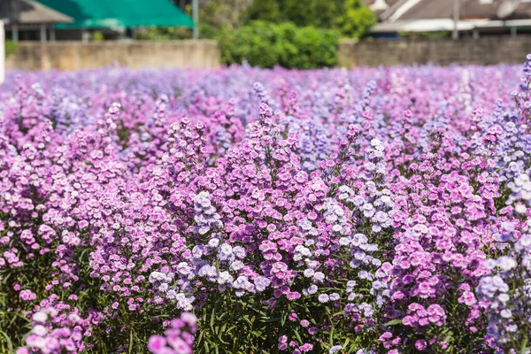 Güzel Margaret çiçekleri tarlalarda tazedir.