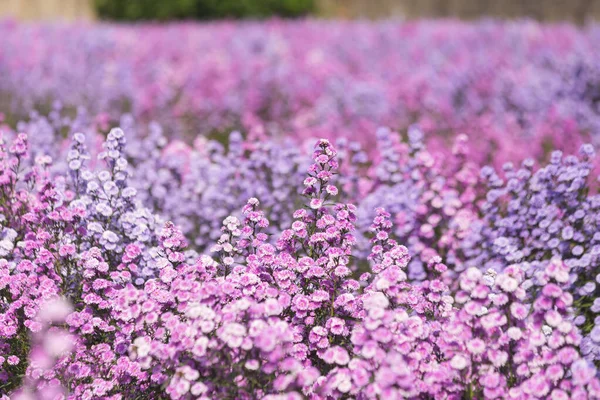 Красиво Маргарет Цветы Цветут Свежие Полях — стоковое фото