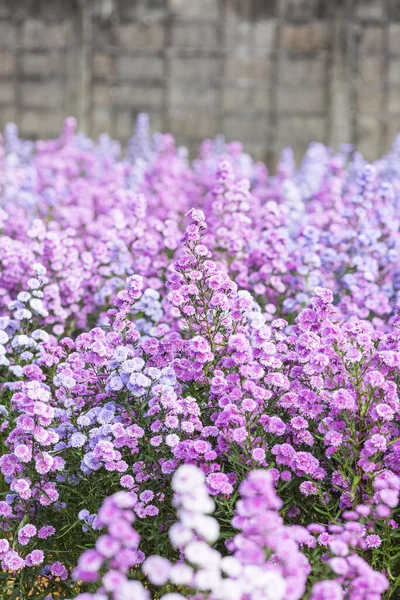 Красиво Маргарет Цветы Цветут Свежие Полях — стоковое фото