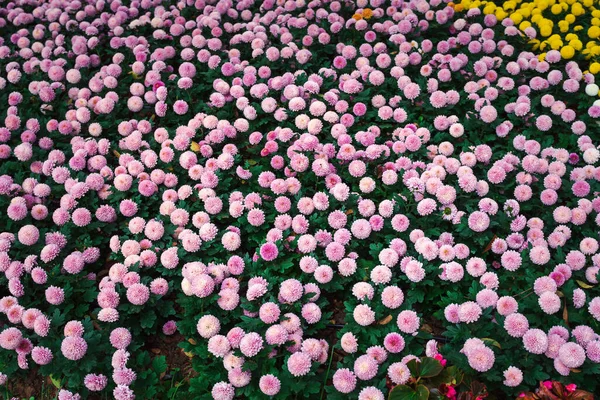 Colorful Flower Background View — Stock Photo, Image