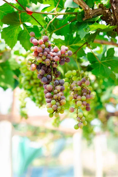 Jesienne Owoce Winogron Winorośli Koncepcja Żywności — Zdjęcie stockowe