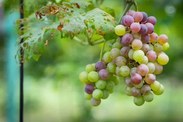 Осінні Виноградні Плоди Дереві Винограду Концепція Їжі — стокове фото
