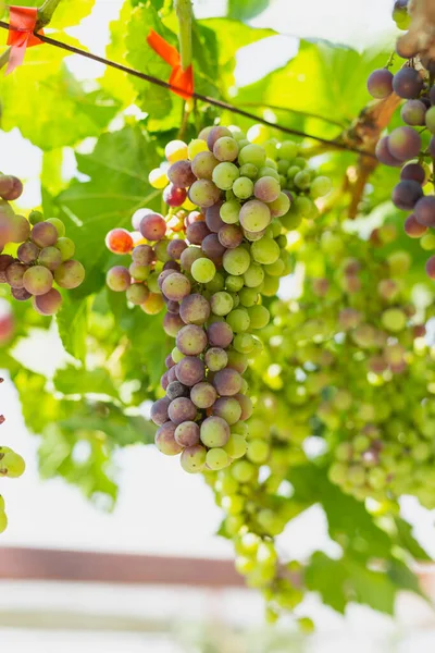 Őszi Szőlő Gyümölcs Szőlőn Élelmiszer Koncepció — Stock Fotó