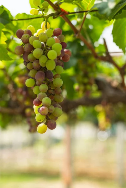 Őszi Szőlő Gyümölcs Szőlőn Élelmiszer Koncepció — Stock Fotó