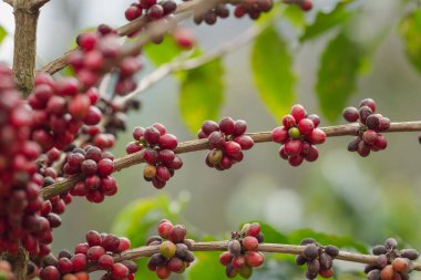 Kahve ağacını olgun, ağaçlarda kırmızı kahve çekirdekleriyle kapatın.
