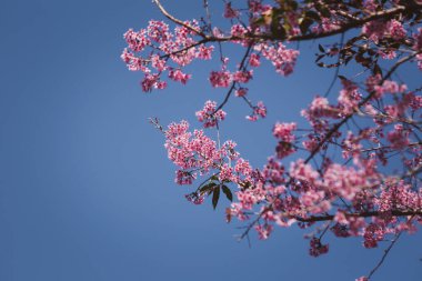 Güzel kiraz çiçekleri Tayland 'da erik serasoidleri Chiang Rai' nin yüksek dağlarında Sakura 'nın parlak pembe çiçekleri. Bahar arkaplanı ve güzel doğal manzara.