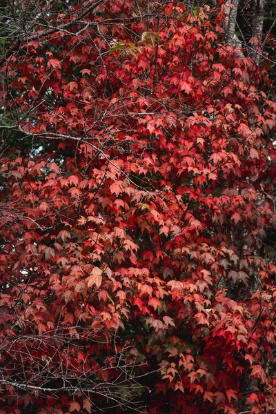 Červený Podzim Dovolená Příroda Pozadí — Stock fotografie