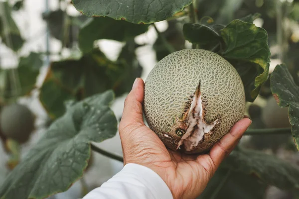 Agricultor Mão Segurando Frutas Melão Quebrado Estufa Fazenda Melão Melão — Fotografia de Stock