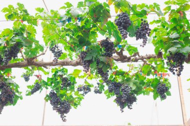 Çiftlikteki ağaçta çözünmüş üzüm hasadı, bulanık doğa arka plan, üzüm tohumu, meyve kavramları.