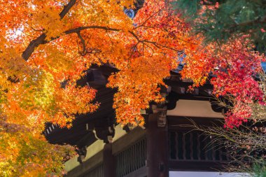 Japon bahçesinde güzel sonbahar yaprakları