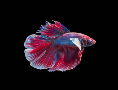 Siyam Savaşçısı Balık 'ın güzel rengi