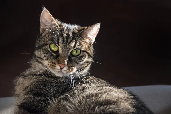 狸花猫肖像着相机的镜头，在家里的沙发上, — 图库照片