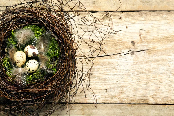 Pasen nest van takjes en mos met drie kwartel eieren en veren — Stockfoto