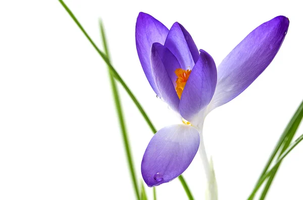 Delicate crocus blossom with blue petals and orange stamens isolated on white — Stock Photo, Image
