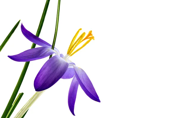 Delicate crocus blossom with blue petals and yellow stamens isolated on white — Stock Photo, Image