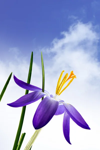 Krokusblüte mit blauen Blütenblättern und gelben Staubgefäßen vor blauem Himmel — Stockfoto