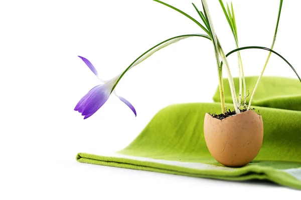 Ideia de decoração de Páscoa, crocus plantado em uma casca de ovo, guardanapo verde — Fotografia de Stock