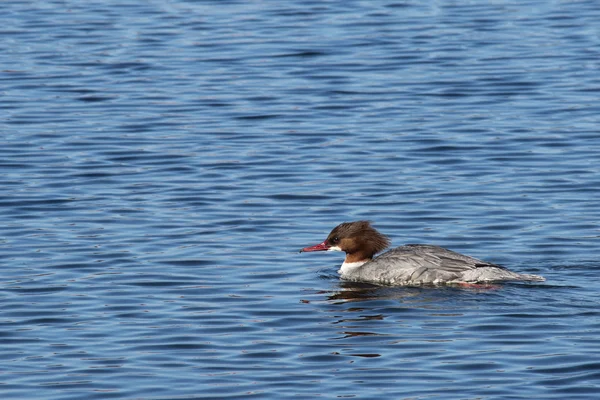 Θηλυκό χηνοπρίστη (Mergus merganser) κολύμπι σε ένα μεγάλο μπλε νερό — Φωτογραφία Αρχείου