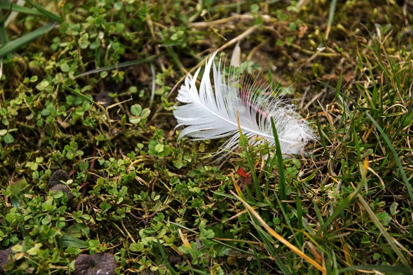 Pluma blanca perdida en el prado verde, fondo de la naturaleza con espacio de copia — Foto de Stock