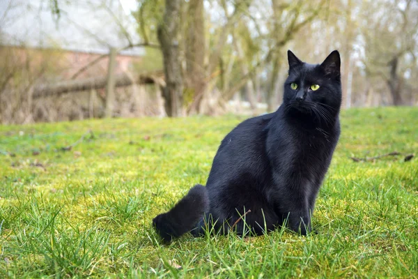 Černá kočka sedí na louce v přírodě — Stock fotografie