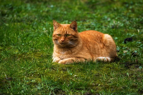 Chat rouge couché sur une prairie verte, espace de copie — Photo