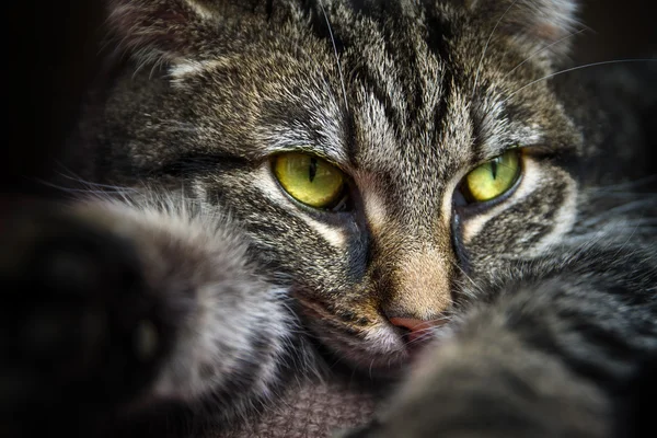 Tabby cat with yellow green eyes lying on the couch, portrait closeup — Stock Photo, Image