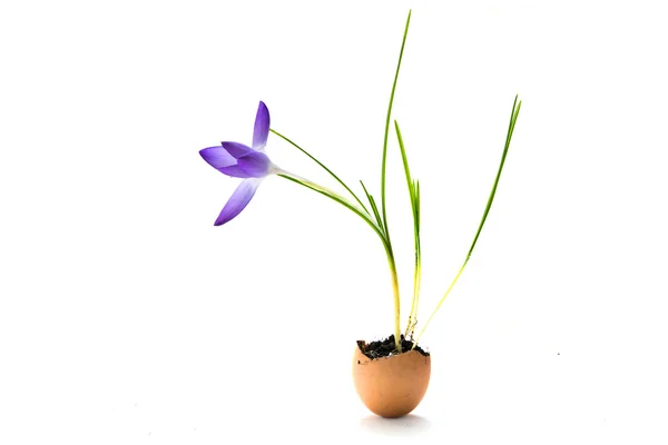Krokusblume in einer Eierschale gepflanzt, niedliche Dekorationsidee für den Frühling — Stockfoto