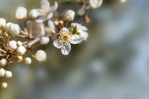 Цветы и бутеры вишневой сливы ранней весной, крупным планом, копировальным пространством — стоковое фото