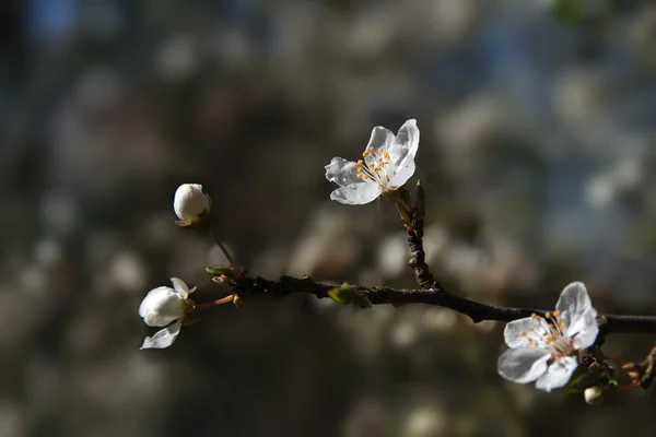 Prune cerise en fleurs au début du printemps dans le verger fruitier, fermer — Photo