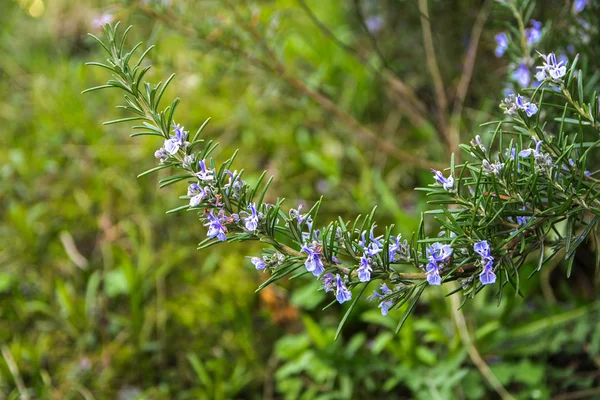 Flowering sprig of rosemary in the herb garden — Stock Photo, Image