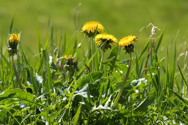 Hierba en el césped, diente de león con flores amarillas —  Fotos de Stock