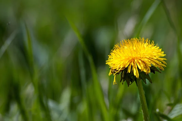 Sola flor de diente de león amarillo en hierba verde con un montón de policía —  Fotos de Stock