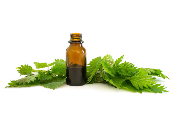 nettle essence in a bottle and fresh branches with leaves isolated on white