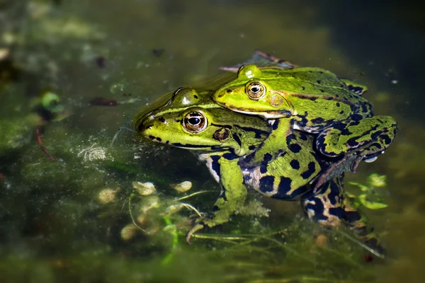 Green frogs during mating in the pond, male sitting on the femal — Stock Photo, Image