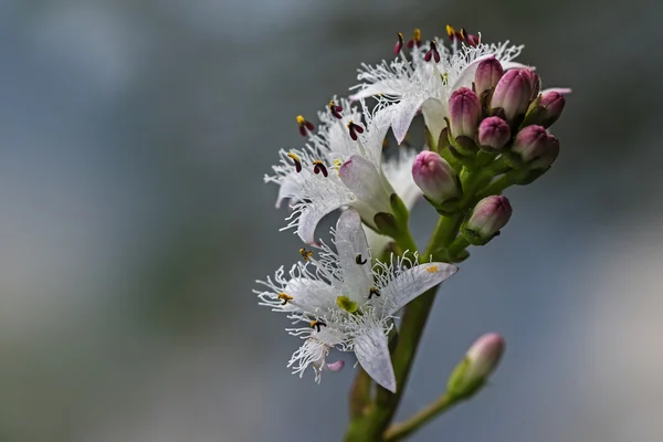 Bobrek trójlistkowy, menyanthes trifoliata, kwiatostan kwitnący rośliny wodne — Zdjęcie stockowe