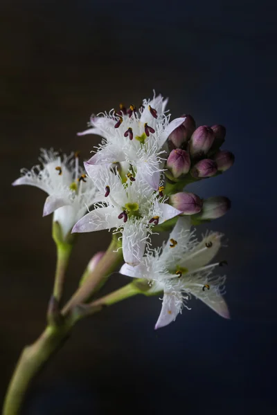 Bogbean, menyanthes trifoliata, vannplante med vakker blomst, mørk bakgrunn – stockfoto