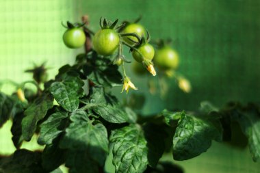 Domates bitki bir folyo sera çiçekleri ve Genç meyve ile