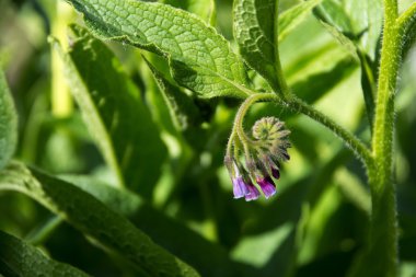 Karakafes (Symphytum officinale), çiçek ve bitki yaprakları 