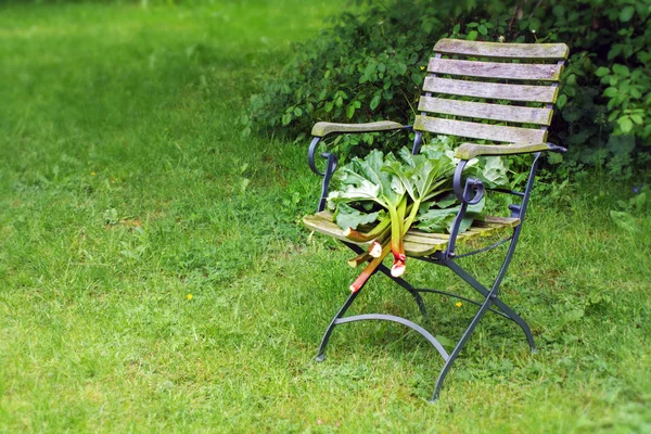 Tiges de rhubarbe fraîchement récoltées avec des feuilles sur une chaise de pelouse dans le jardin — Photo