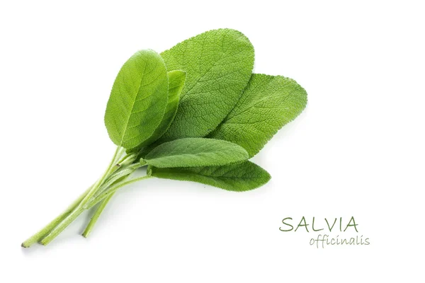 Färska gröna blad av salvia, Salvia officinalis, isolerad med sm — Stockfoto