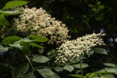 Bush bahçede çiçek açan yaşlı (Sambucus nigra)