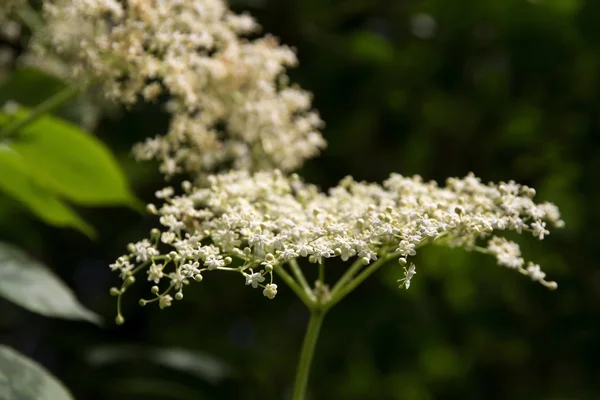 Kvetoucí bezový květ (Sambucus nigra) na keře v zahradě, — Stock fotografie