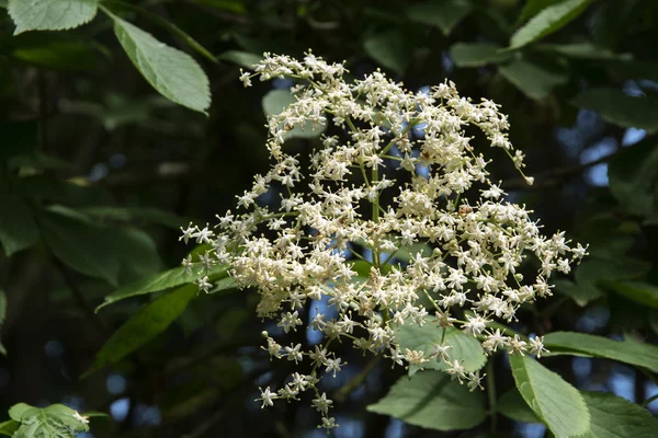 Vlierbloesem (Sambucus nigra) in bloei in de tuin — Stockfoto