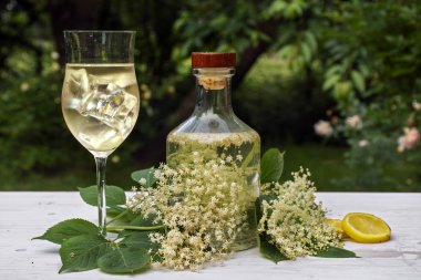 elderflower hugo, buz küpleri ile prosecco kokteyl serinletici içecek