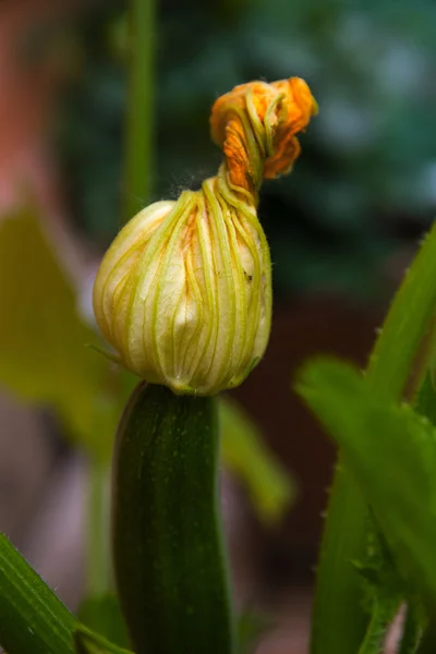 Fiore di zucchine sul frutto a una pianta nell'orto , — Foto Stock