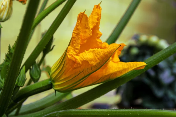 Flor de abobrinha em uma planta na horta — Fotografia de Stock