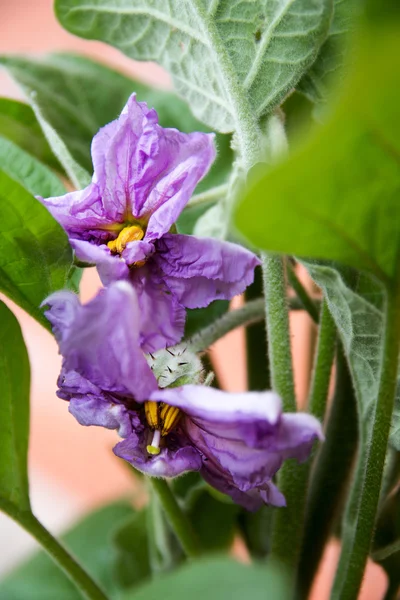 Lilku květina na rostlině v zeleninové zahradě — Stock fotografie