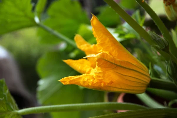 Zucchini flower op een plant in de moestuin — Stockfoto